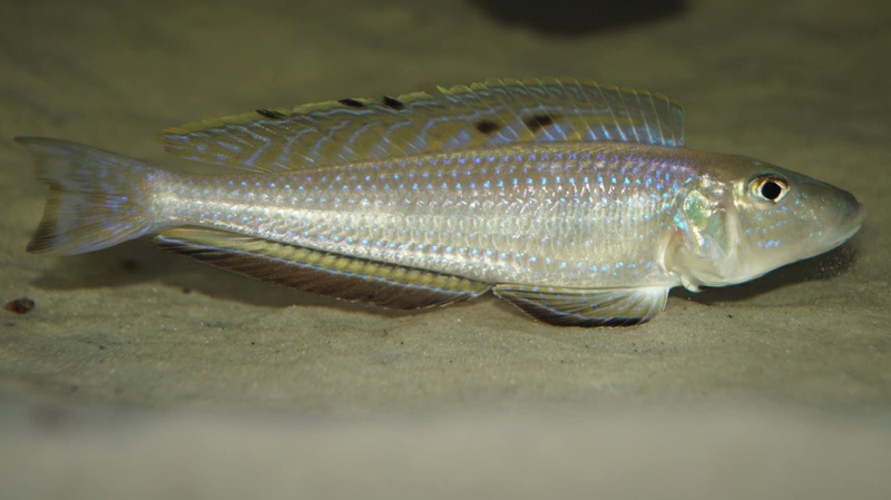 Enantiopus melanogenys 'Chituta Bay'